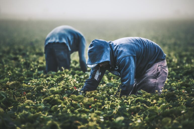 Two workers dressed in blue hoodies bend down in a field of green plants to pick produce